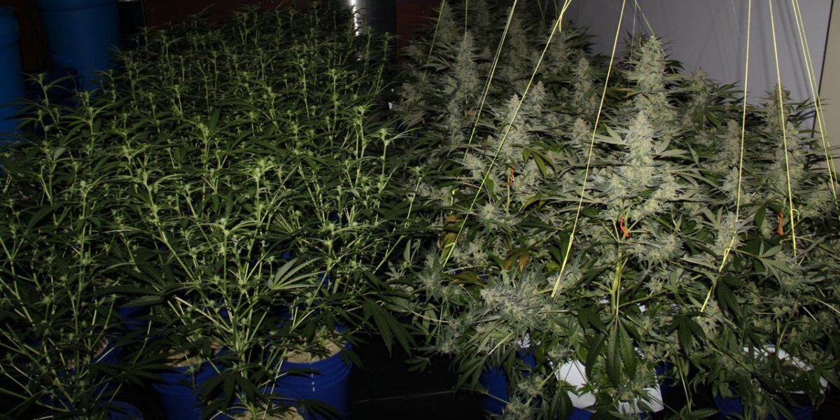 Thc1