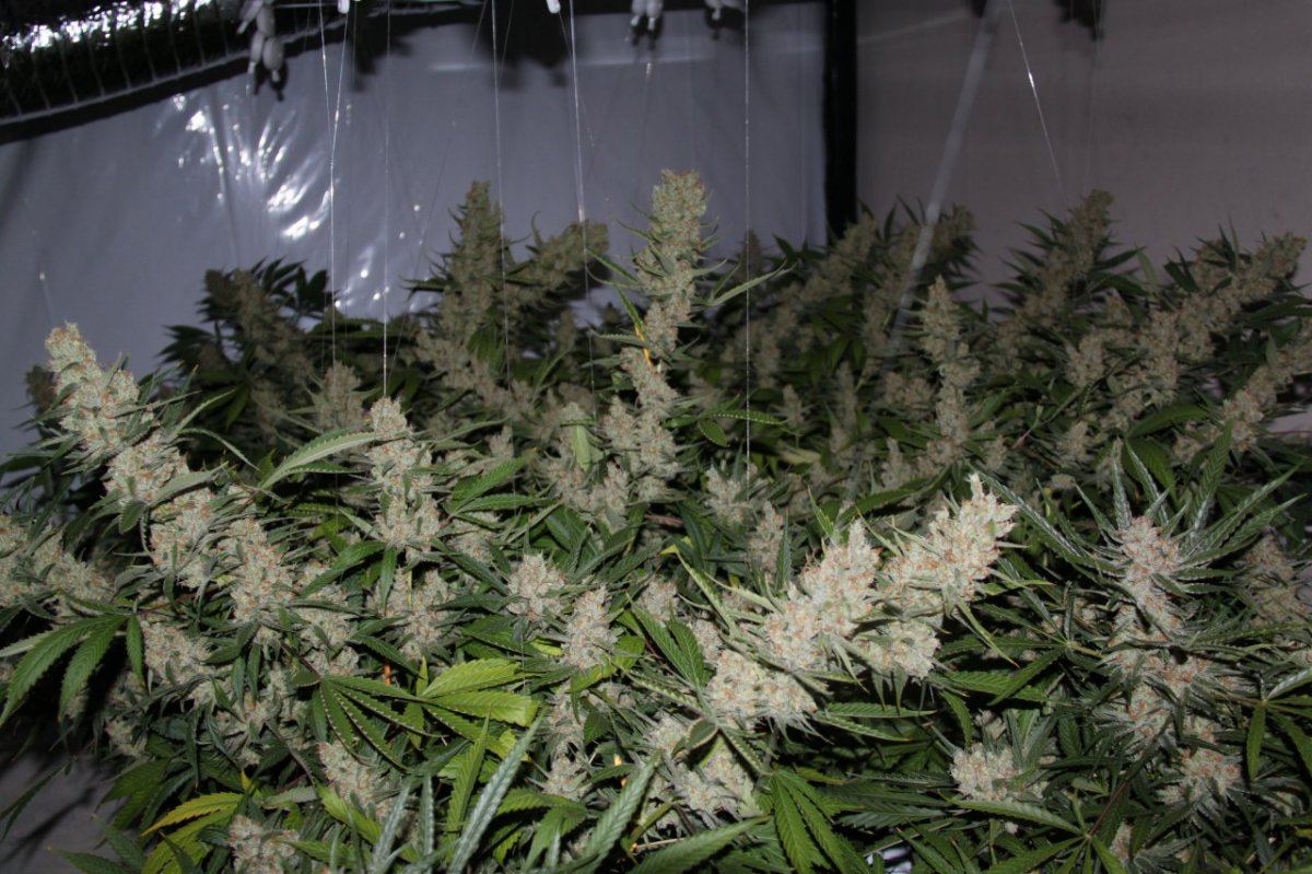 Thc1