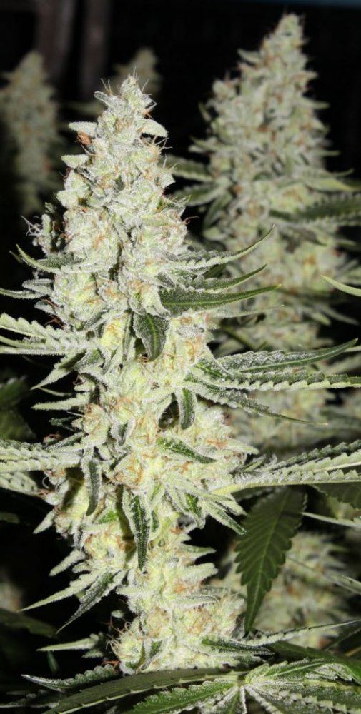 Thc1
