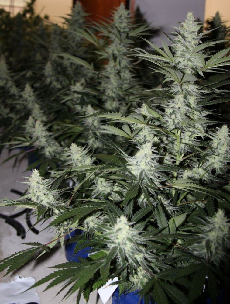 Thc1