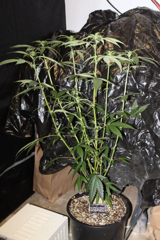 Thc1