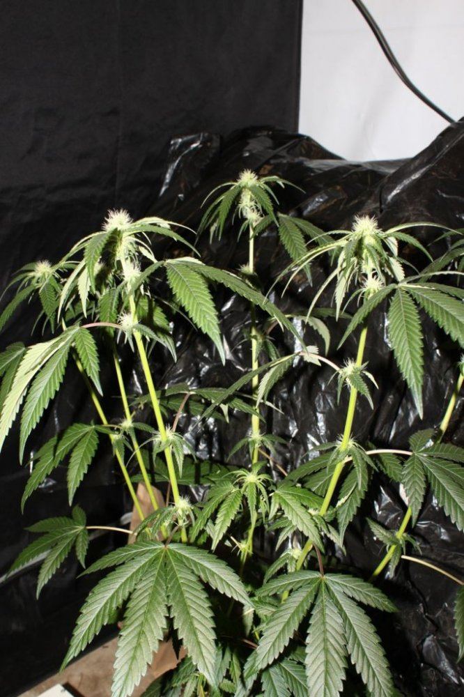 Thc1