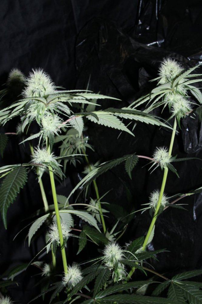 Thc1
