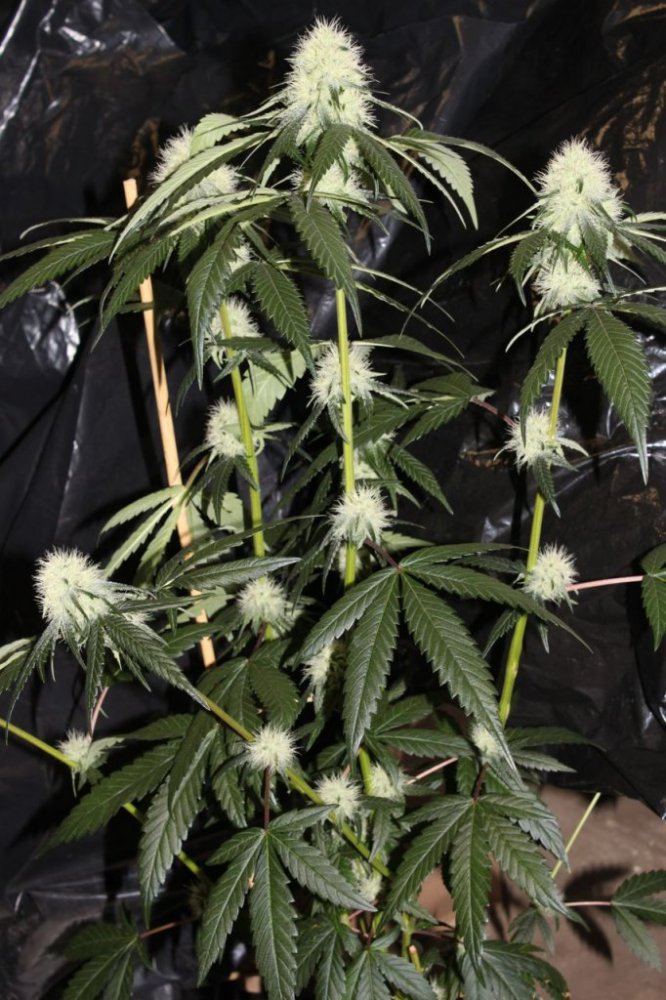 Thc1