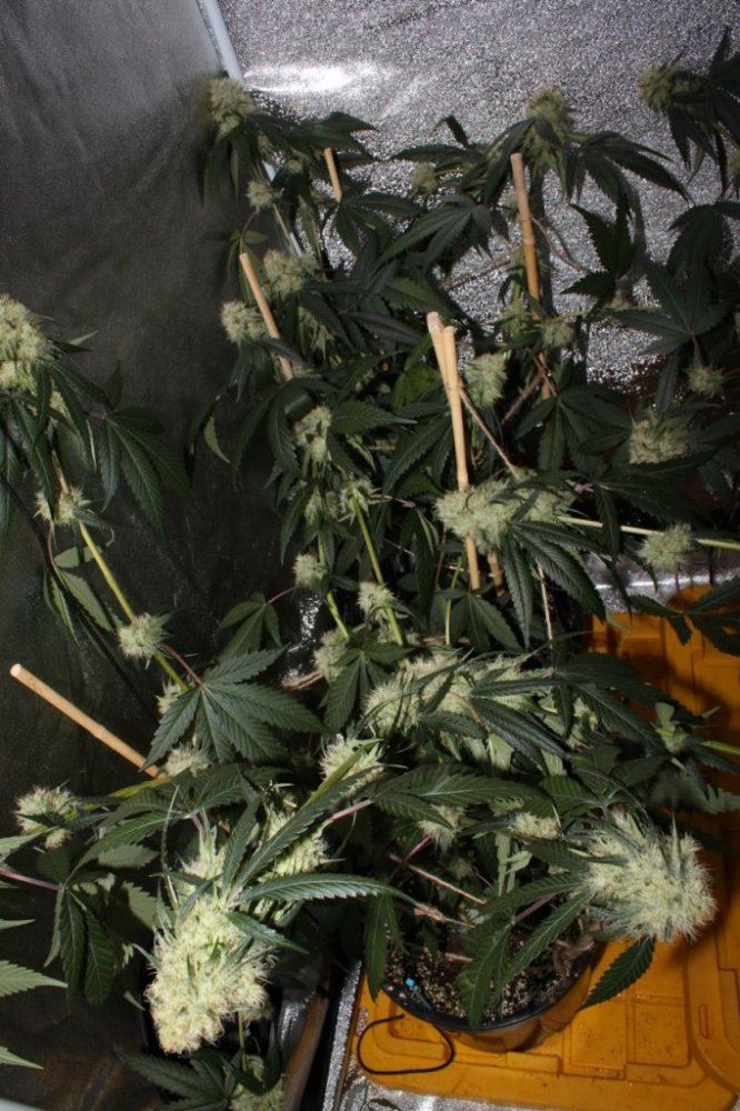 Thc1