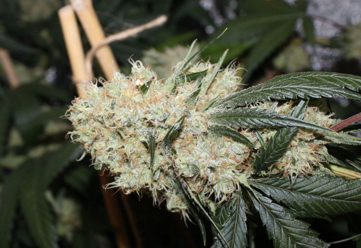 Thc1