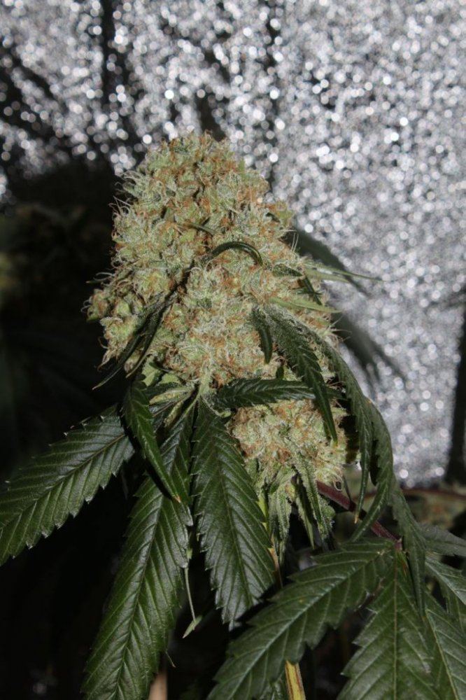 Thc1