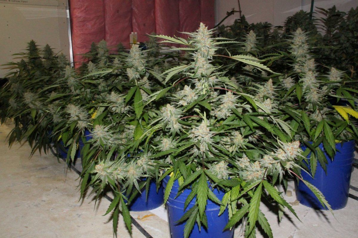 Thc1
