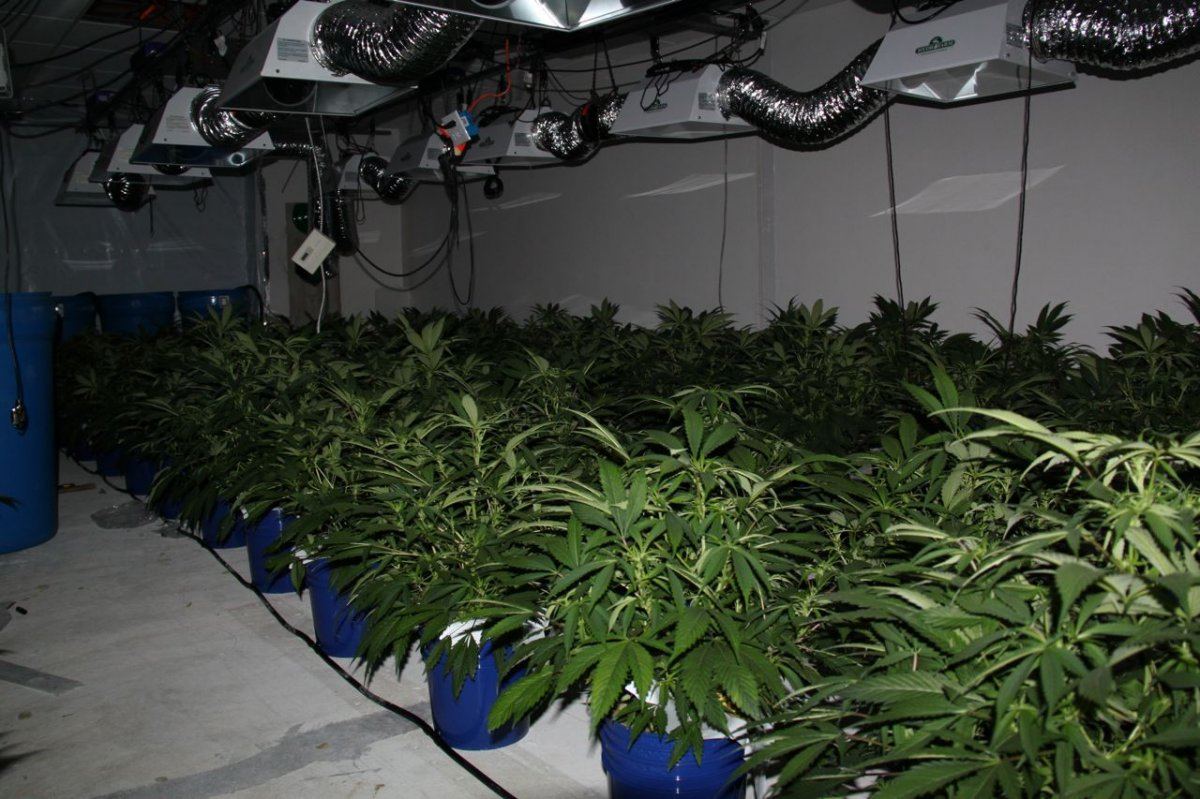 Thc1