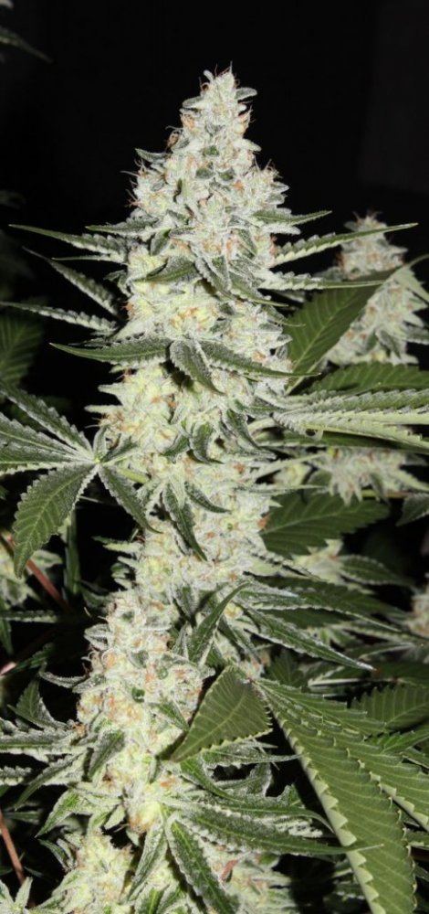 Thc1