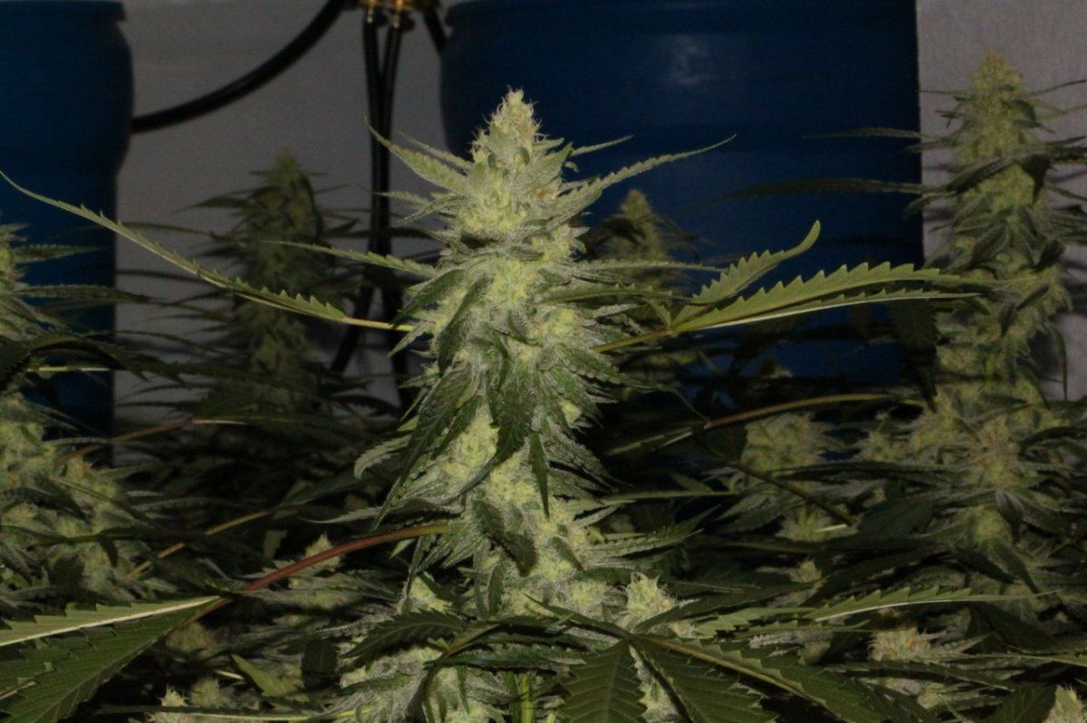 Thc1