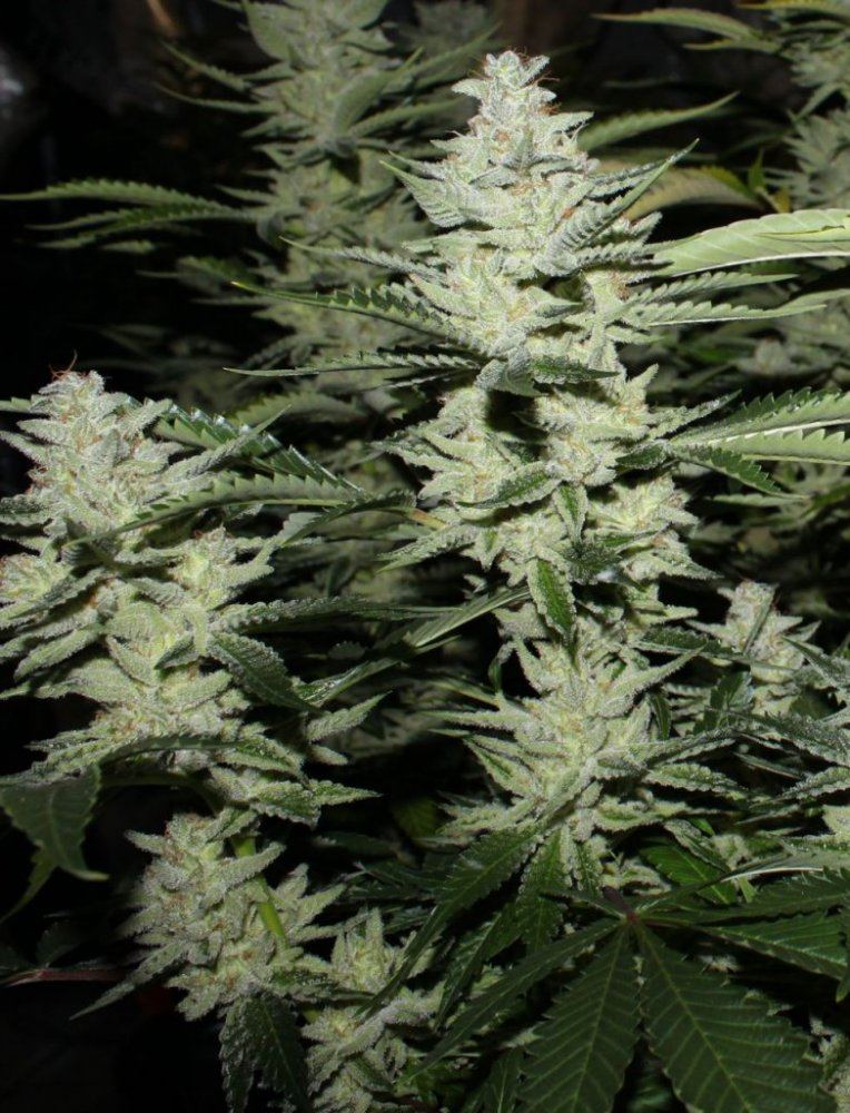 Thc1