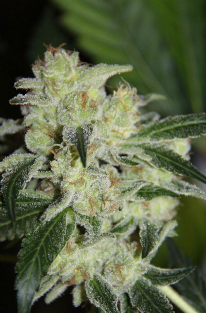 Thc1