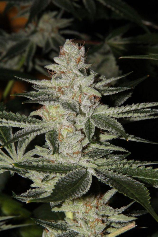 Thc1