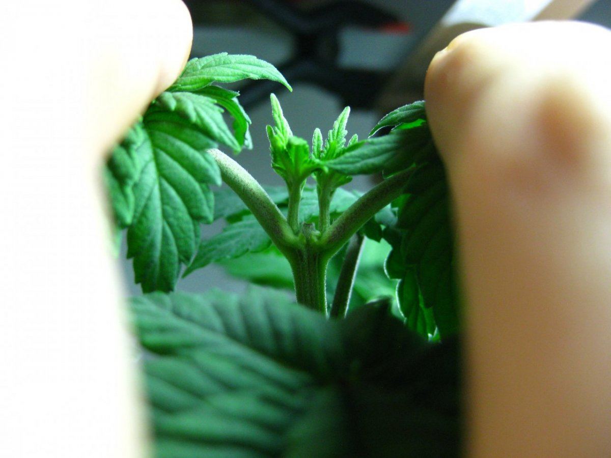 Thc1