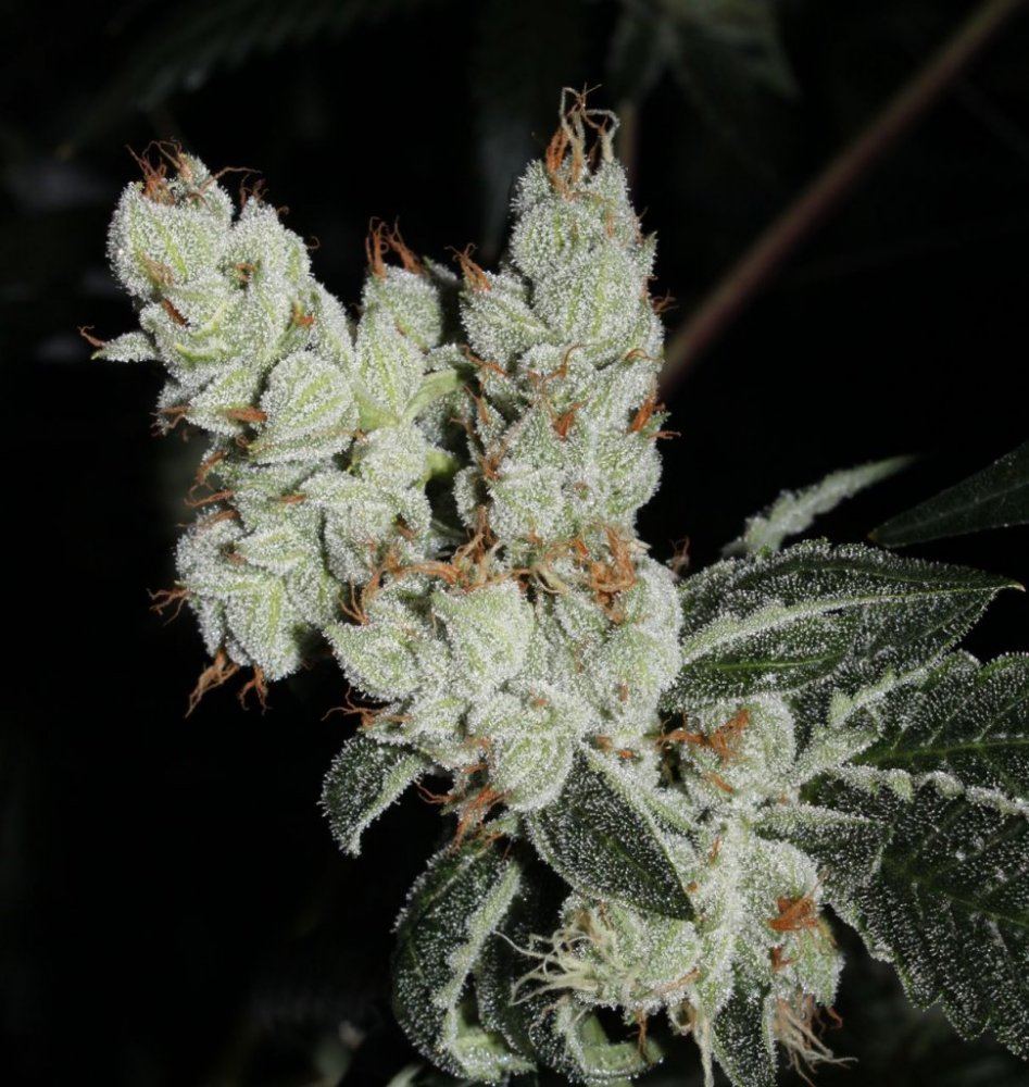 Thc11
