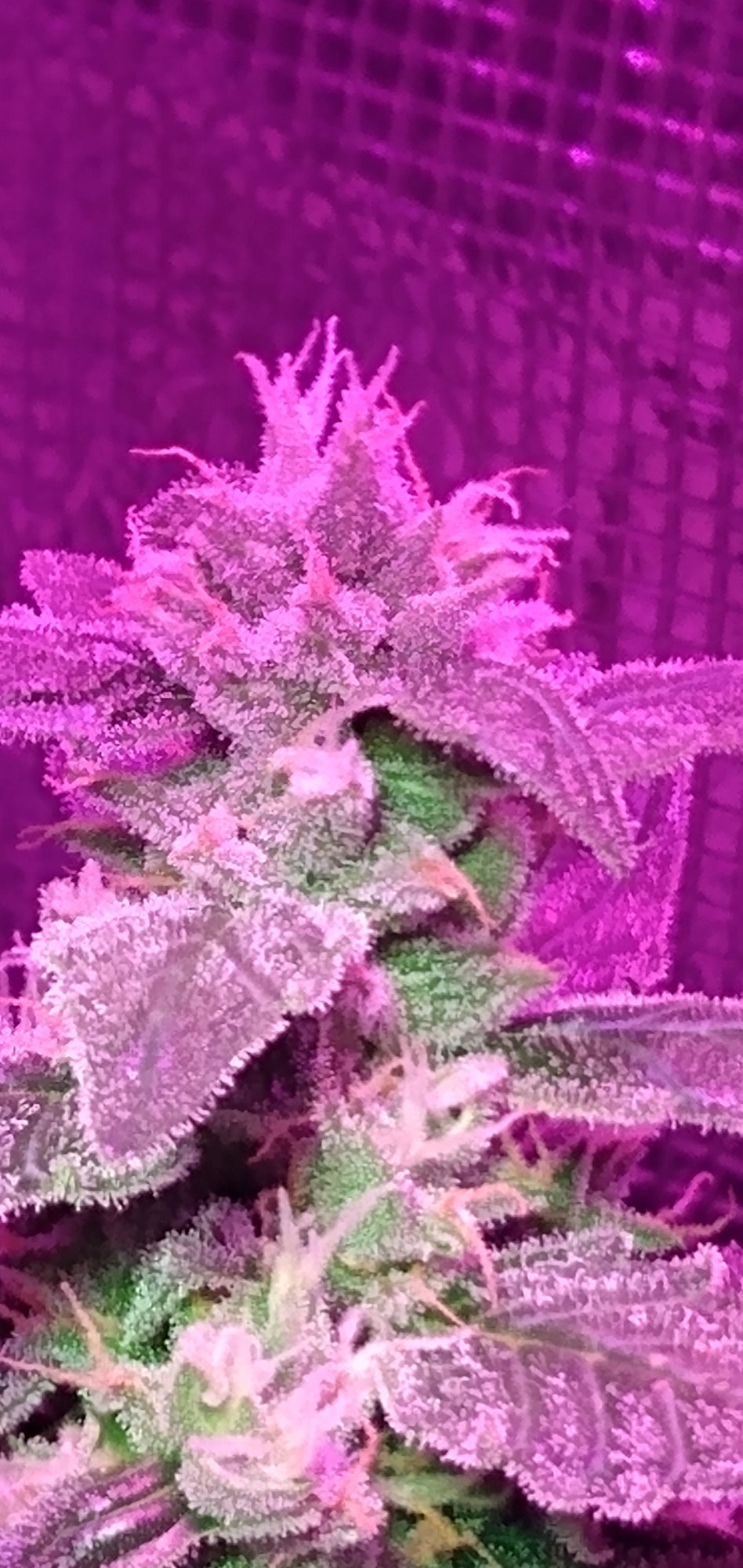 Thc2