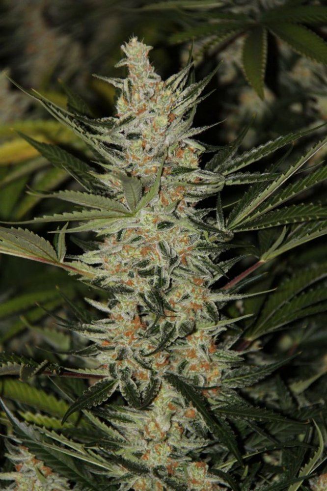 Thc2
