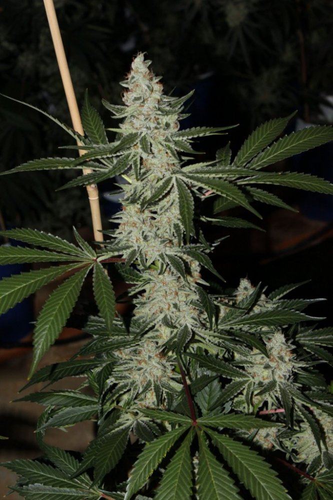 Thc2