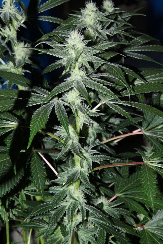Thc2