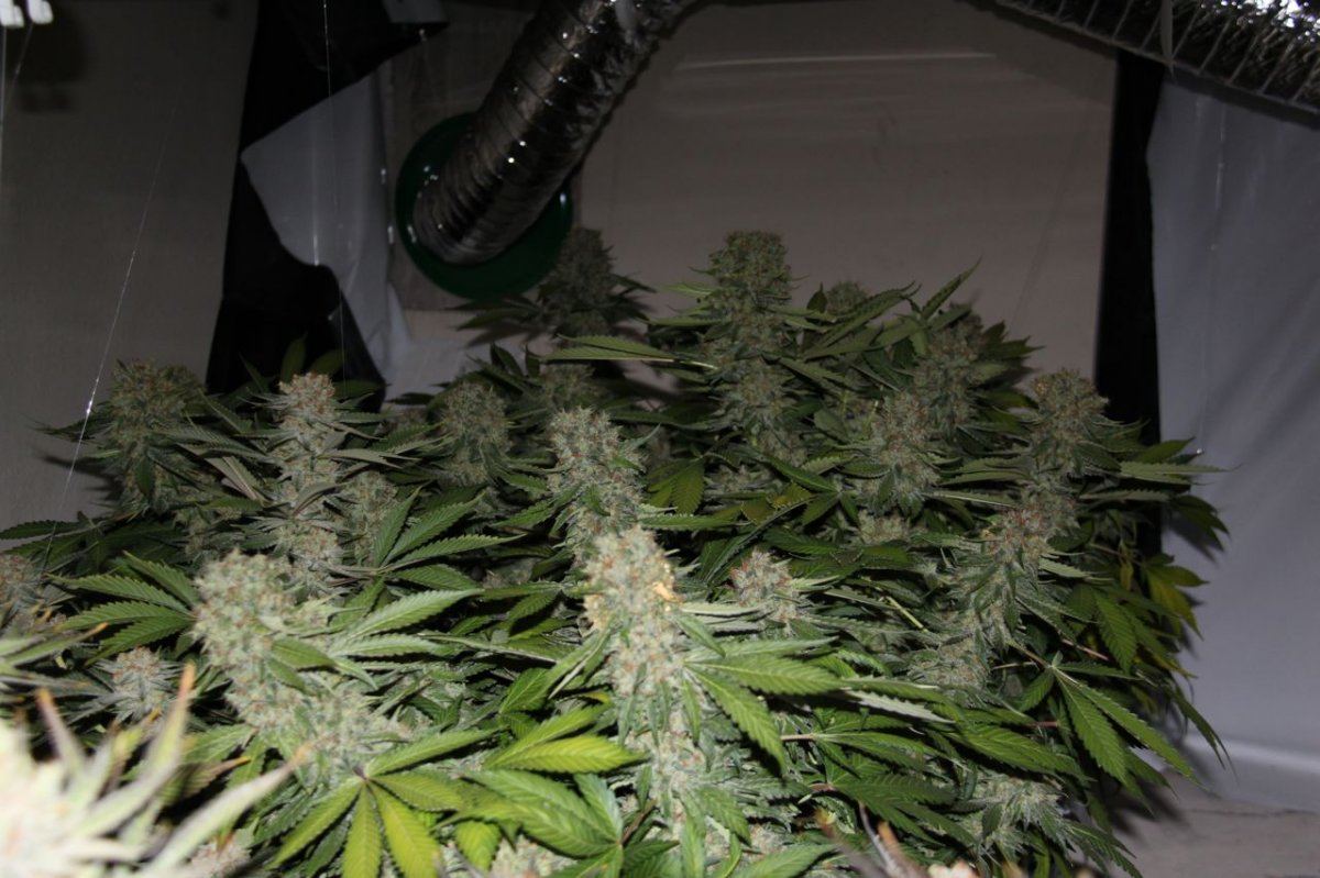 Thc2
