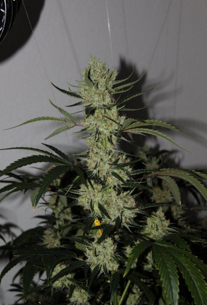 Thc2