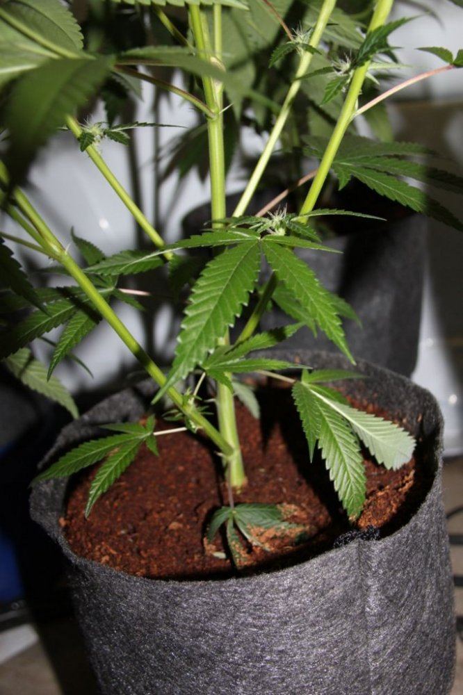 Thc2