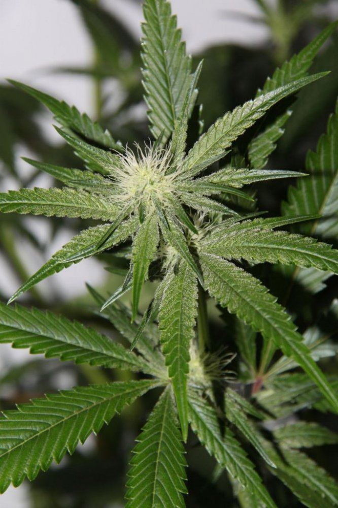 Thc2