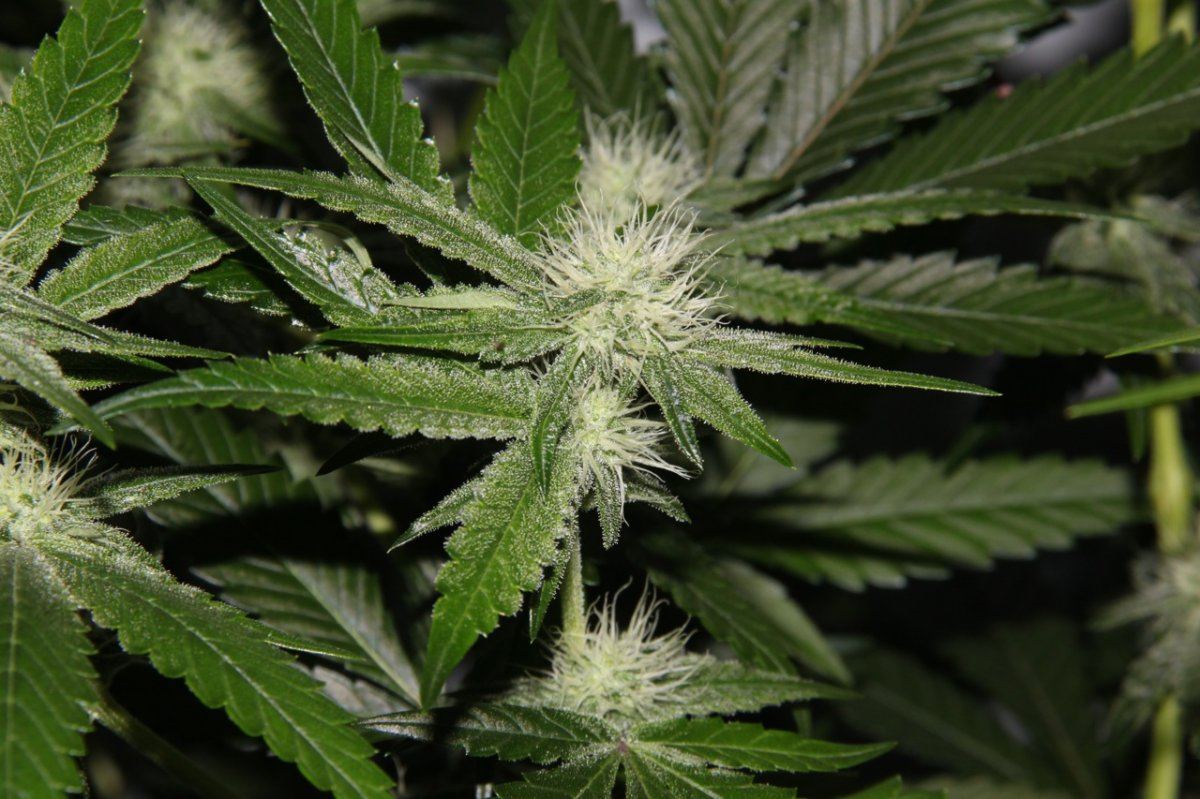 Thc2