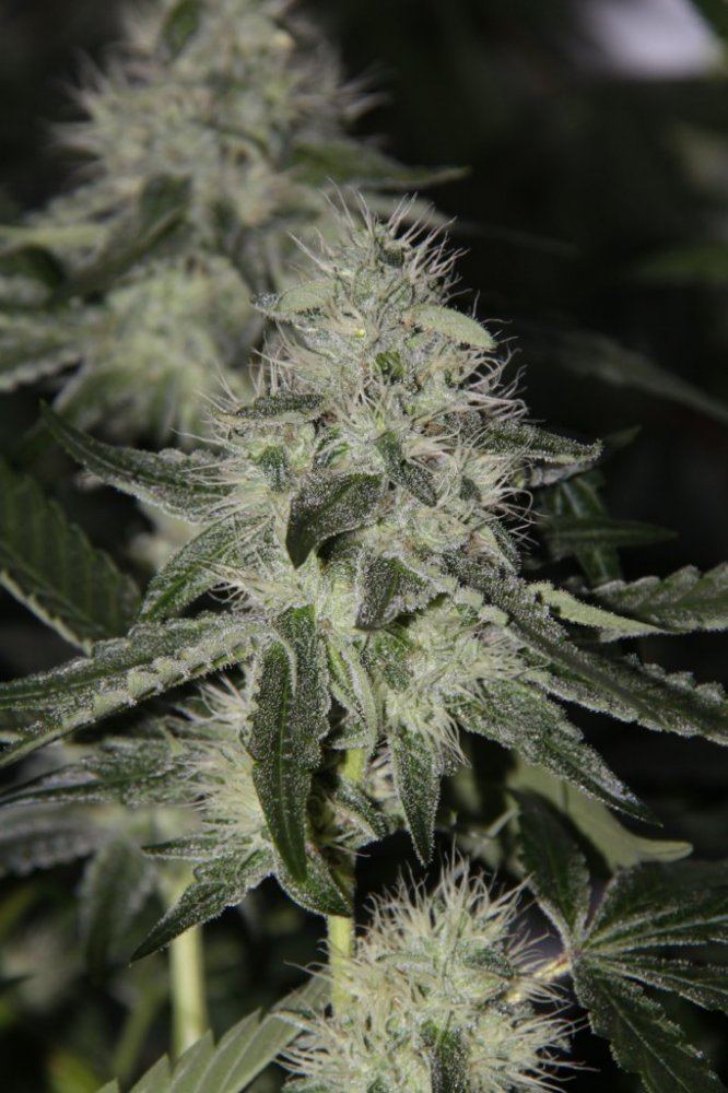 Thc2