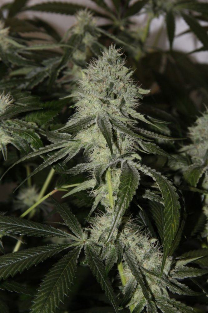 Thc2