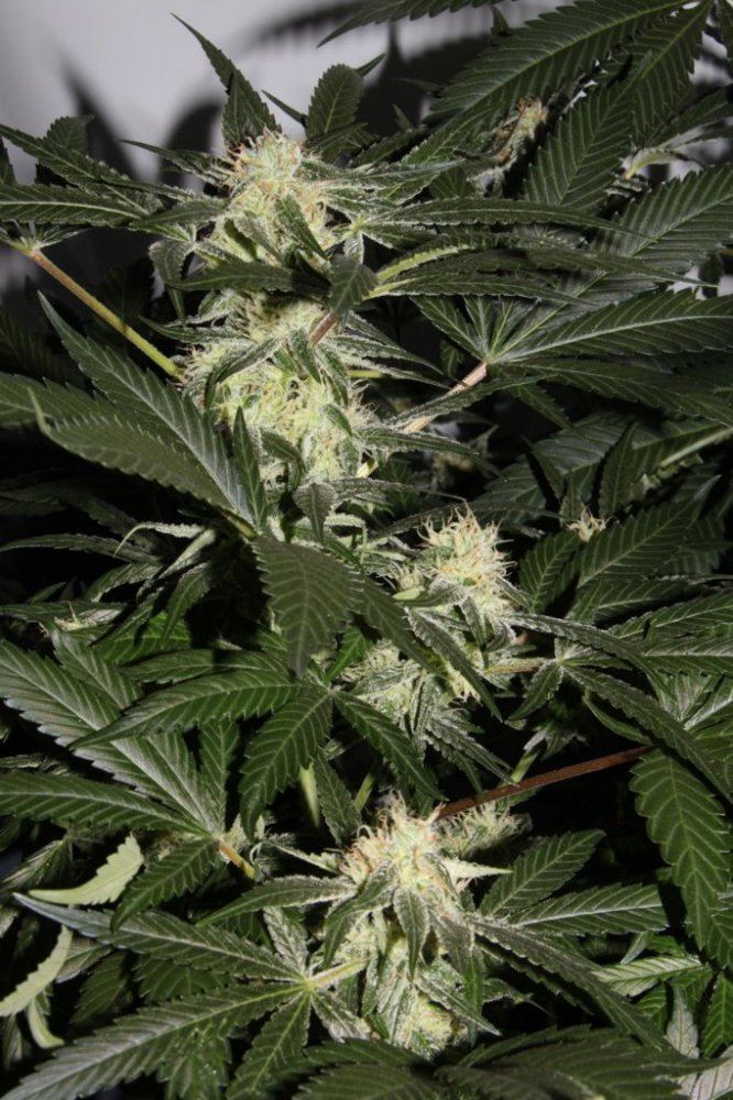 Thc2