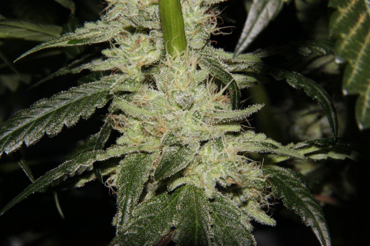 Thc2