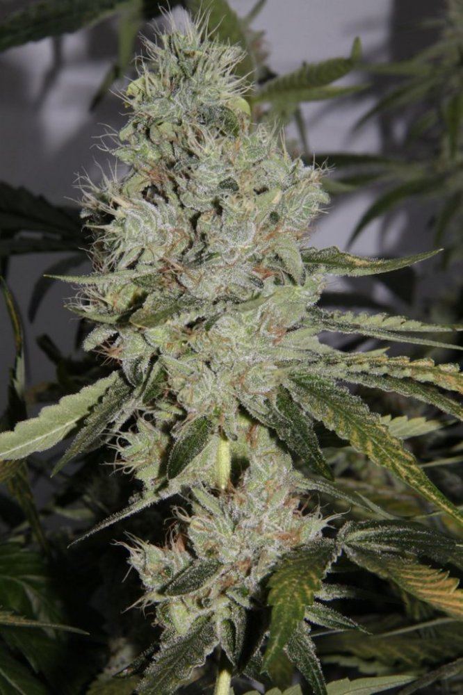 Thc2