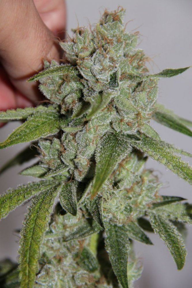 Thc2