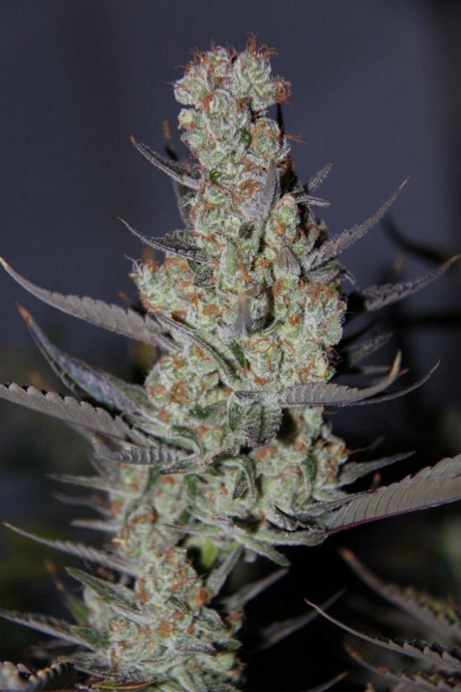 Thc2