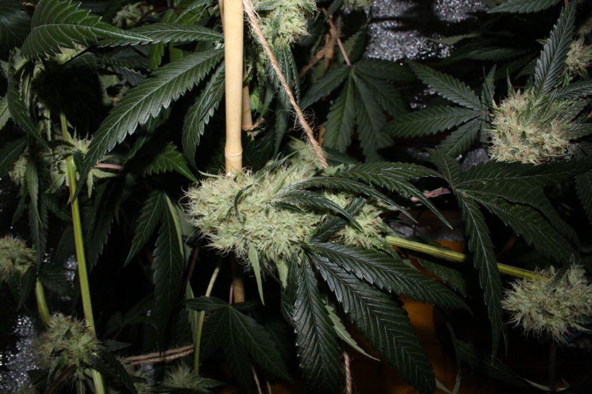 Thc2