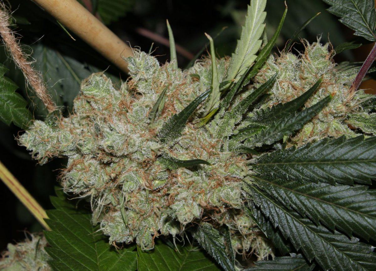 Thc2