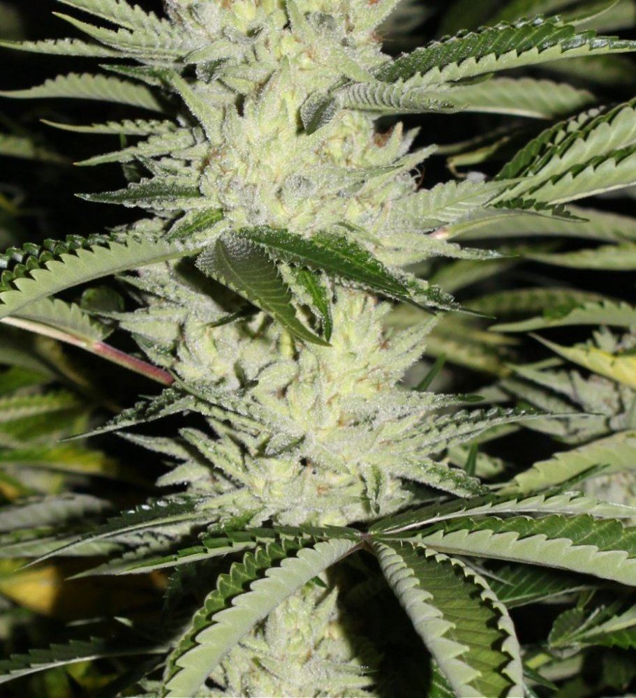 Thc2