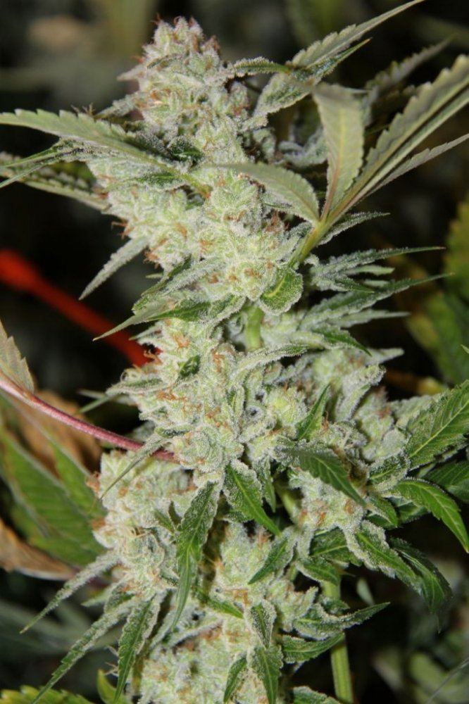 Thc2