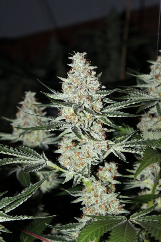 Thc3