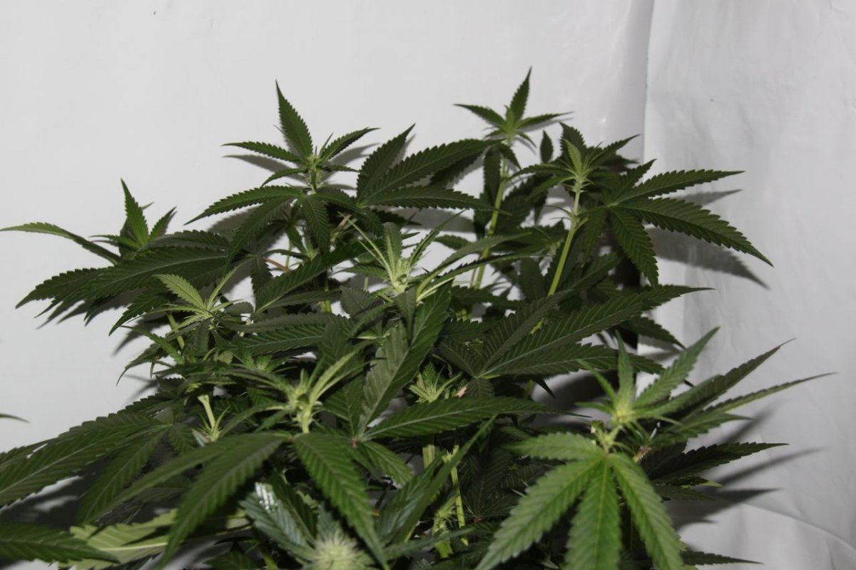 Thc3