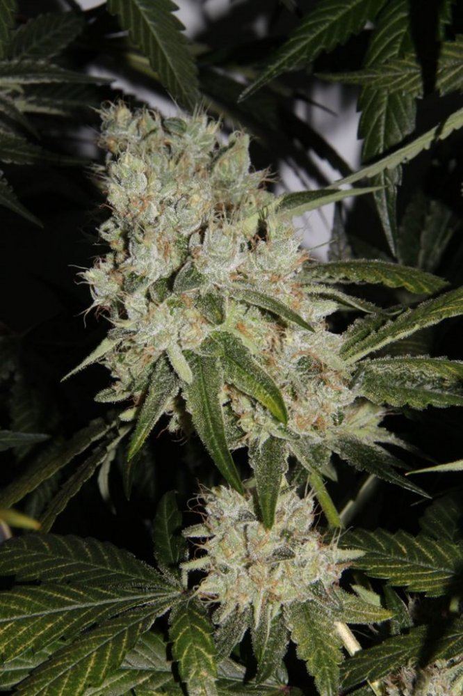 Thc3