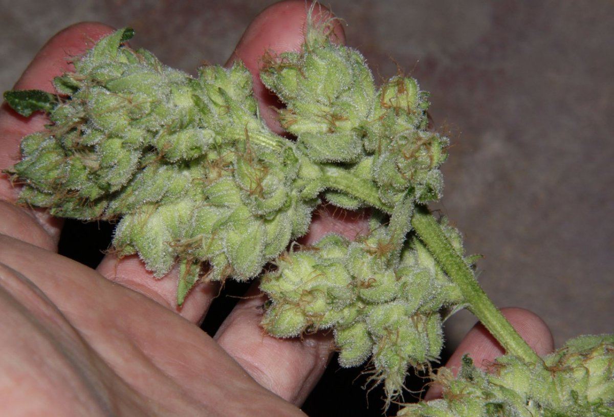Thc3
