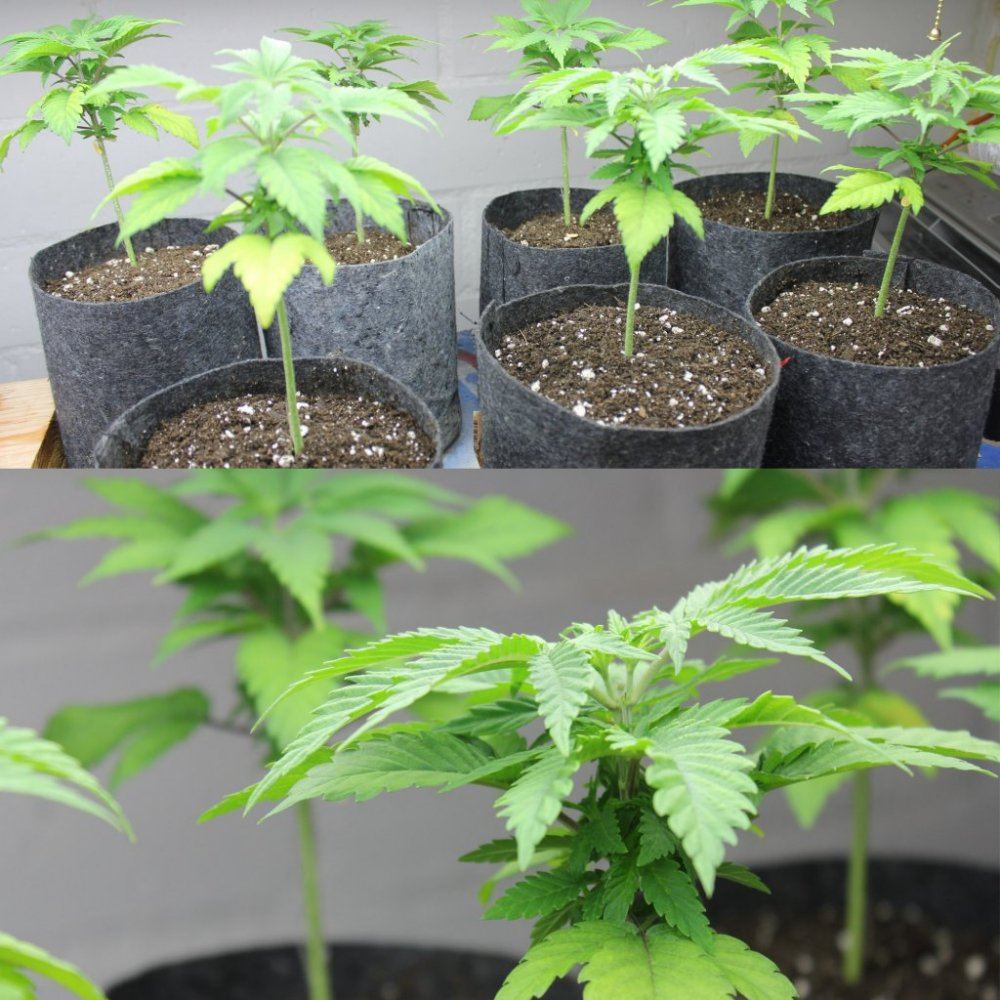 Thc3