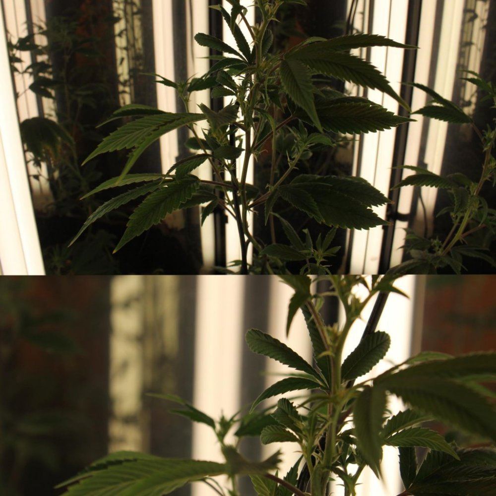 Thc4