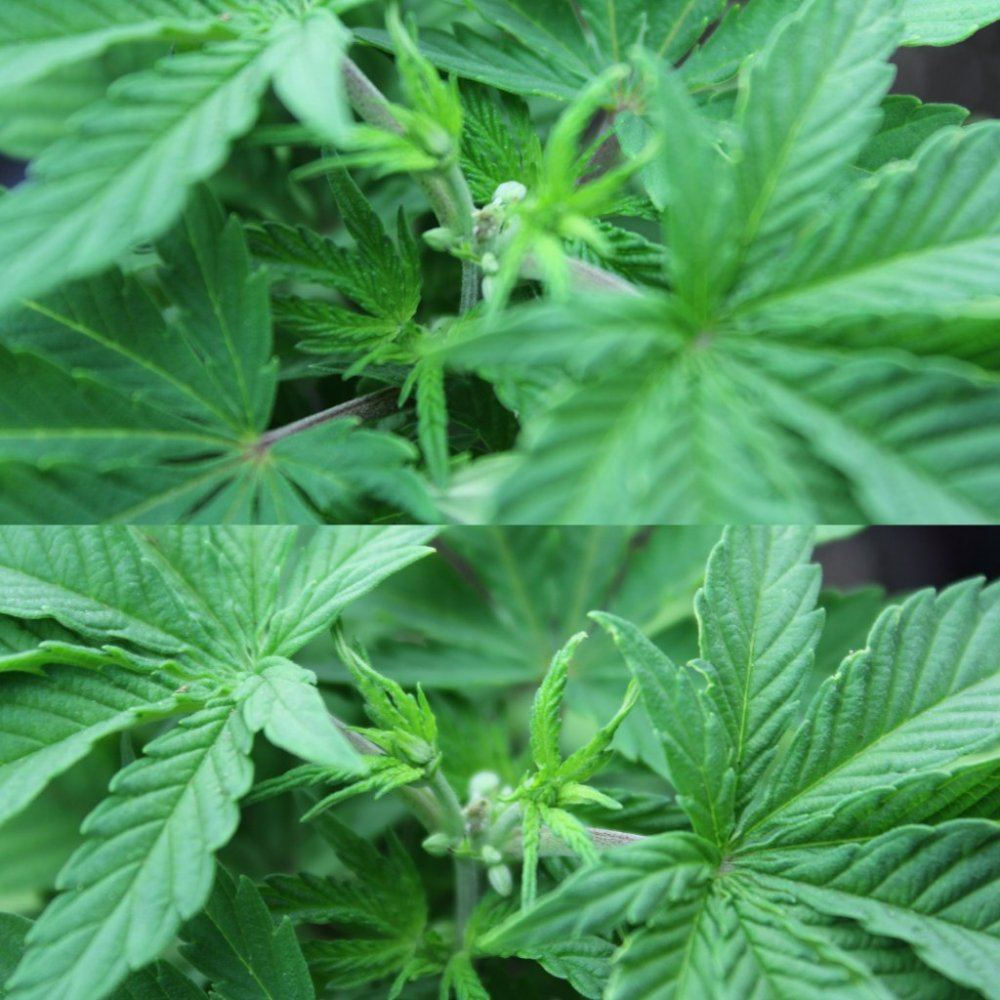 Thc4