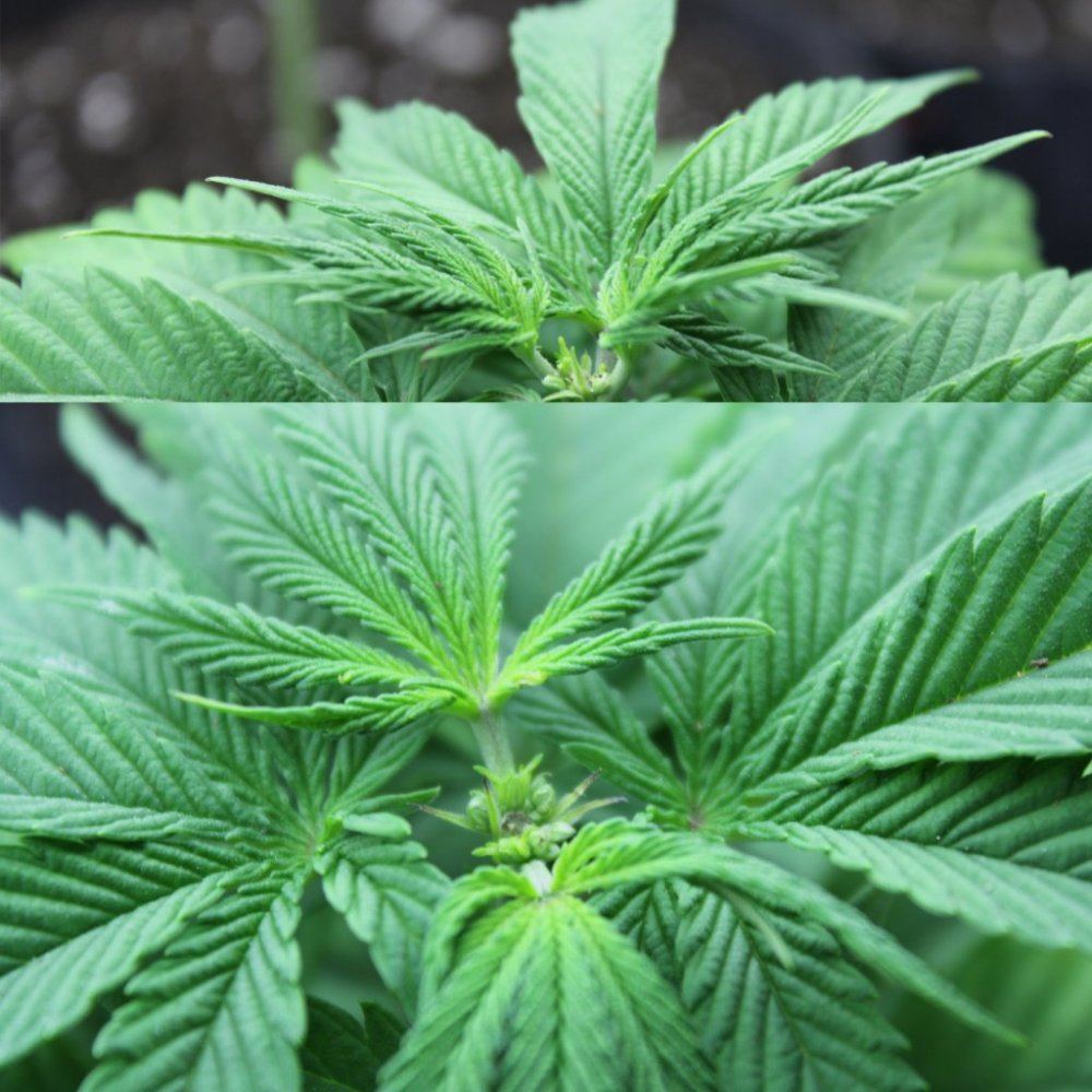 Thc5