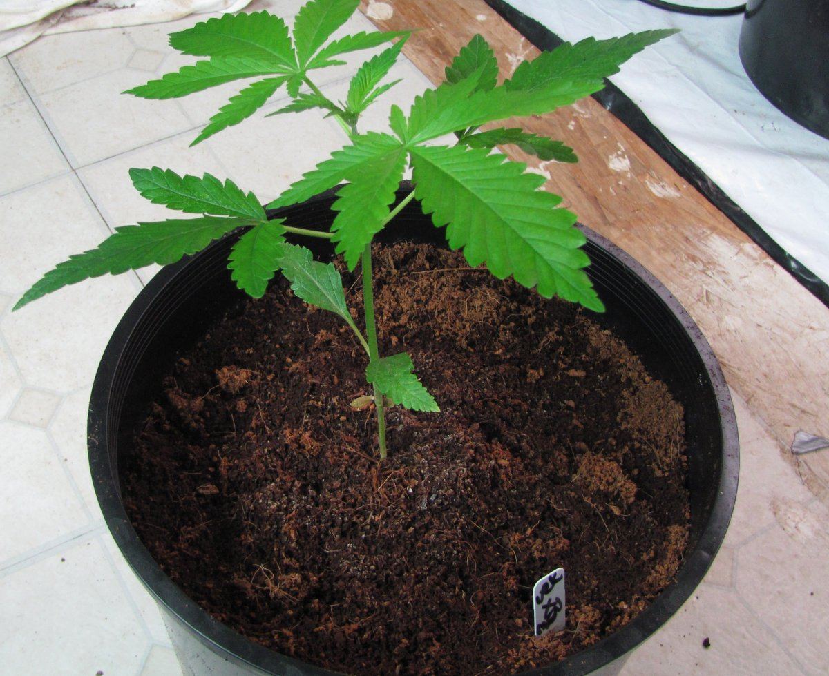 Thcfarm 006
