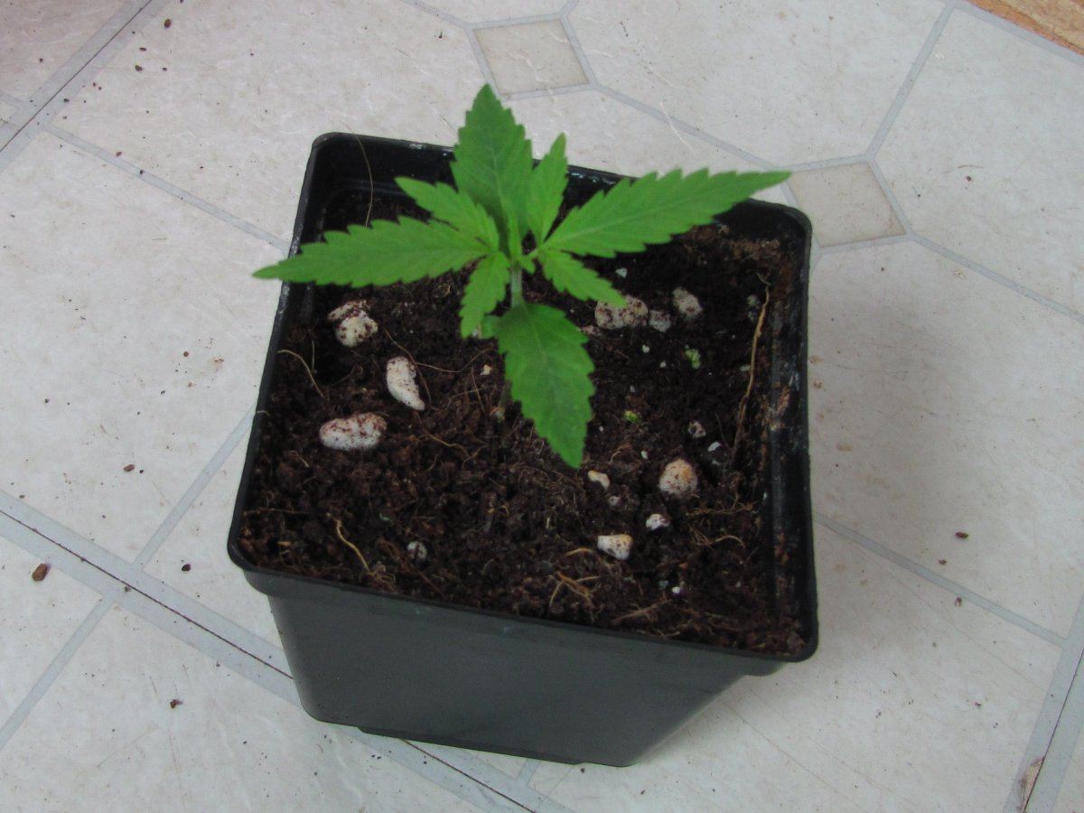 Thcfarm 007
